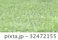  Grass swaying in the wind 32472155