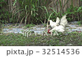 Bantam walking in the garden. Bantam walking in the garden. 32514536