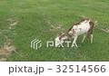 Closeup goat grazing in the field. Closeup goat grazing in the field. 32514566