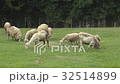 Group sheep grazing in the meadow. Group sheep grazing in the meadow. 32514899