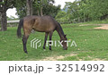 Brown horse grazing grass. Brown horse grazing grass. 32514992
