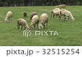 Sheep grazing grass and run in the field. Sheep grazing grass and run in the field. 32515254