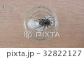 A tarantula spider close up 32822127