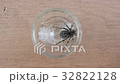A tarantula spider close up 32822128