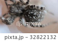 A tarantula spider close up 32822132