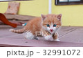 Cute ginger kitten trying to intimidate the 32991072