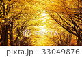 Ginkgo foliage, dancing ginkgo, animation, distant, tree-lined, 33049876