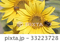 Bumblebees on a sunflower 33223728