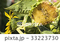 Sunflower eaten by birds on the field 33223730