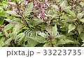 Bush basil purple growing in the garden 33223735