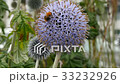 bumblebee collecting nectar from echinops (globe t 33232926