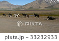 goup of sled dogs at svalbard in longyearbyen 33232933