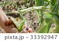 Picking corn on the field 33392947