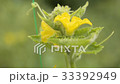 Cucumber flower closeup in the garden 33392949