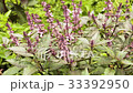 Bush basil purple growing in the garden 33392950