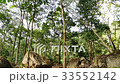 Tropical Forest with stone in Thailand  33552142