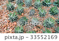 Arid plant in desert environment  33552169