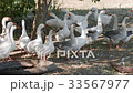 geese graze in a meadow 33567977