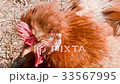 Red-haired chicken close-up on the grass 33567995
