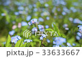 Forhet-me-not closeup 33633667