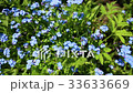 Forhet-me-not closeup 33633669