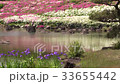 Japanese garden of Aichi greening center with blooming azaleas 33655442