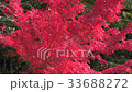 Autumn leaves 33688272