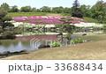 Japanese garden of Aichi greening center with blooming azaleas 33688434