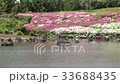 Japanese garden of Aichi greening center with blooming azaleas 33688435