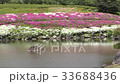 Japanese garden of Aichi greening center with blooming azaleas 33688436