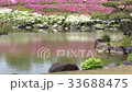 Japanese garden with blooming azaleas 33688475