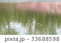 Japanese garden with blooming azaleas 33688598
