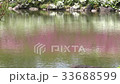 Japanese garden with blooming azaleas 33688599