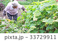 Harvesting vegetables 33729911