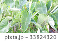 Taro leaf 33824320