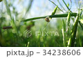 Snail crawling on blade of grass 34238606