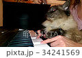 A funny cat playing a piano, keyboard, or organ. 34241569