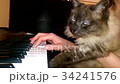 Atai sad cute cat playing the piano 34241576