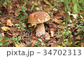 Picking mushrooms in the forest 34702313