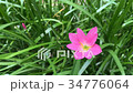 Close up of Zephyranthes Lily or Rain Lily flower 34776064