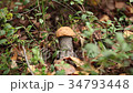 Picking mushrooms in the forest 34793448