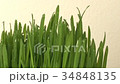 Cultivation of green grass plant authentic on the 34848135