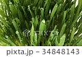Top view: Cultivation of green grass plant water 34848143