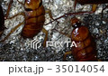 Female American cockroaches finding in the Sewer 35014054