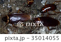 American cockroaches fiding food in the Sewer 35014055