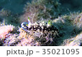Sea of Okinawa Sea Sledge Sea slug 35021095