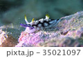 Sea of Okinawa Sea Sledge Sea slug 35021097