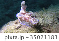 Okinawa Sea Sea Snail Sea Slug 35021183