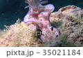 Okinawa Sea Sea Snail Sea Slug 35021184