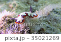 Sea of Okinawa Sea eel Fujinami Sea moth Sea slug 35021269